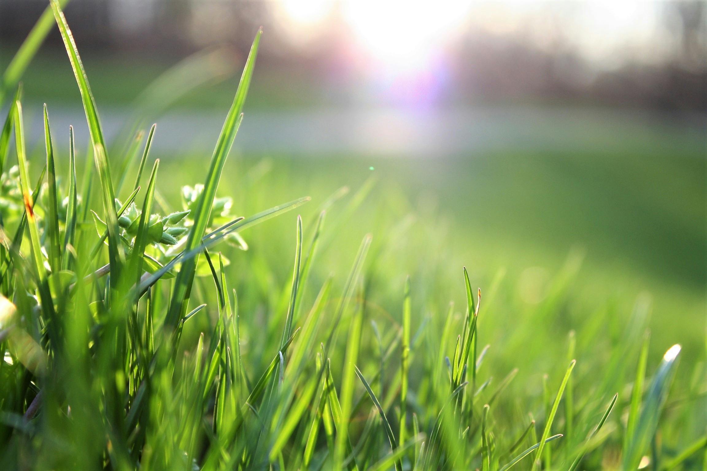 Close-up of fresh green grass